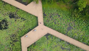 China-Lotus-flowers-canal-aerial-green China-Lotus-flowers-canal-aerial-green