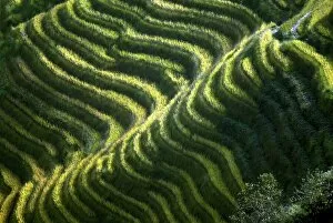 Images Dated 18th December 2003: China-Minorities-Rice-Terraces