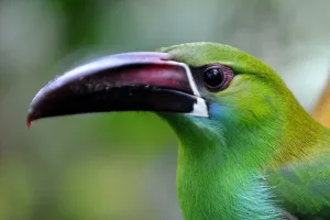 Ecuador-Birds-Reserve Ecuador-Birds-Reserve