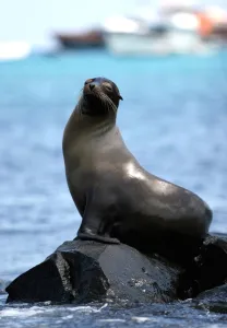 Ecuador-Galapagos-Fauna Ecuador-Galapagos-Fauna