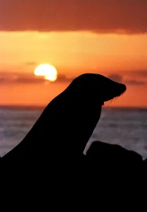 Ecuador-Galapagos-Seal-Jessica Ecuador-Galapagos-Seal-Jessica