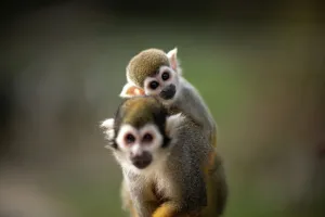 FRANCE-ANIMALS-MONKEY-NATURE FRANCE-ANIMALS-MONKEY-NATURE