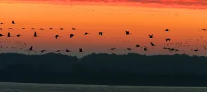France-Nature-Animals-Birds France-Nature-Animals-Birds