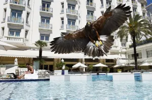 A hawk used to scare away nuisance bird populations such as pigeons and seagulls A hawk used to scare away nuisance bird populations such as pigeons and seagulls