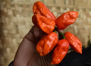 India-Lifestyle-Organic-Chilli India-Lifestyle-Organic-Chilli