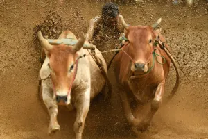 Indonesia-Culture-Traditional-Sport-Bull-Race Indonesia-Culture-Traditional-Sport-Bull-Race