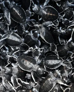 Indonesia-Environment-Turtle-Conservation Indonesia-Environment-Turtle-Conservation