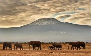 Kilimanjaro National Park Collection: Kenya-Nature-Conservation-Animal-Elephant-Wildlife-Feature