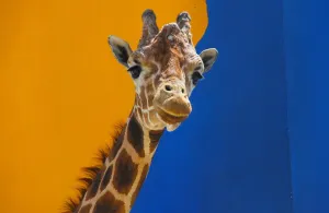 Mexico-Animal-Giraffe Mexico-Animal-Giraffe