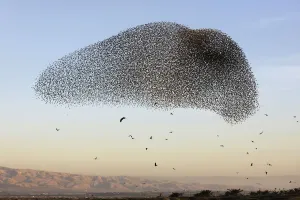 Palestinian-Israel-Nature-Animal-Bird Palestinian-Israel-Nature-Animal-Bird