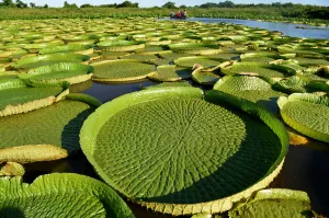 Paraguay-Nature-Water Lily-Victoria Paraguay-Nature-Water Lily-Victoria