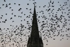 Pigeons fly over the northwestern city of Caen on October 8, 2015 Pigeons fly over the northwestern city of Caen on October 8, 2015