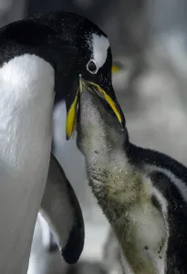 Spain-Animals-Faunia-Penguin Spain-Animals-Faunia-Penguin