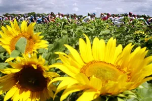 Tdf2004-Sunflowers Tdf2004-Sunflowers