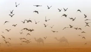 Uae-Camel-Festival Uae-Camel-Festival