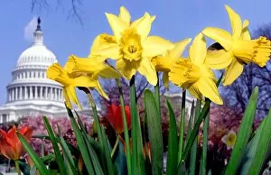 Images Dated 9th April 2001: Us-Capitol-Spring Break-Flowers