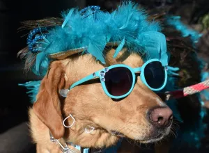 Offbeat quirky images/offbeat 2017/us entertainment halloween dog parade Offbeat quirky images/offbeat 2017/us entertainment halloween dog parade