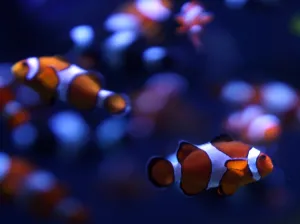 Us-Feature-Aquarium of Pacific-Clownfish Us-Feature-Aquarium of Pacific-Clownfish
