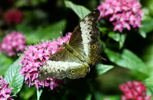 Us-Nature-Museum-Butterflies Us-Nature-Museum-Butterflies