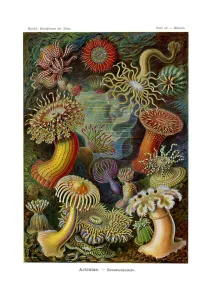 Actiniae or Actiniaria, 1899-1904 (colour litho) Actiniae or Actiniaria, 1899-1904 (colour litho)