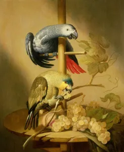 An African Grey and an Orange Winged Amazon Parrot on a Perch with Grapes An African Grey and an Orange Winged Amazon Parrot on a Perch with Grapes
