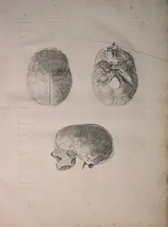 Albinus II, Pl. III, Cranial bone, illustration from Tabulae ossium humanorum Albinus II, Pl. III, Cranial bone, illustration from Tabulae ossium humanorum