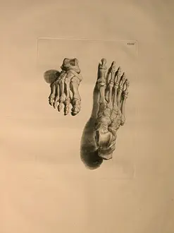 Albinus II, Pl. XXXIII: Skeleton of a Foot, illustration from ' Albinus II, Pl. XXXIII: Skeleton of a Foot, illustration from '