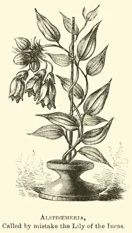 Alstroemeria, called by mistake the Lily of the Incas (engraving) Alstroemeria, called by mistake the Lily of the Incas (engraving)