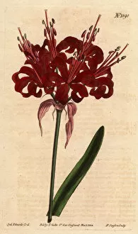 Cape Floral Region Protected Areas Collection: Amaryllis poppy color, with dark crimson flowers, flowering from a single foot