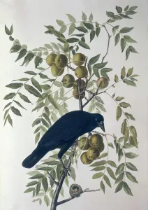 American Crow, from Birds of America (coloured engraving) American Crow, from Birds of America (coloured engraving)