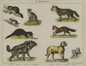 Animals (colour litho) Animals (colour litho)