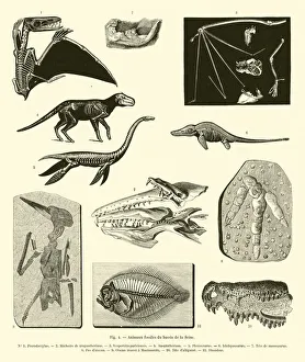 Animaux fossiles du bassin de la Seine (engraving) Animaux fossiles du bassin de la Seine (engraving)
