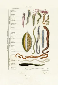 Annelids, 1833-39 (coloured engraving) Annelids, 1833-39 (coloured engraving)