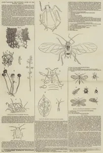 Aphis Vastator, the Supposed Cause of the Potato Disease (engraving) Aphis Vastator, the Supposed Cause of the Potato Disease (engraving)