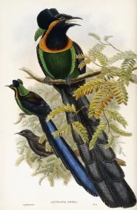 Arfak Astrapia (Astrapia Nigra), 1875-1888 (hand-coloured lithograph) Arfak Astrapia (Astrapia Nigra), 1875-1888 (hand-coloured lithograph)