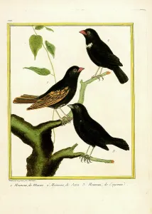 Tropical Birds Prints: Sparrows from Macao, Java, and Cayenne (print)