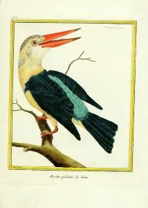 Ornithological Illustrations Prints: Kingfisher from Java (print)