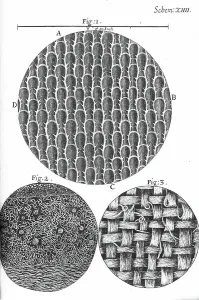 Science Illustration Prints: Micrographia