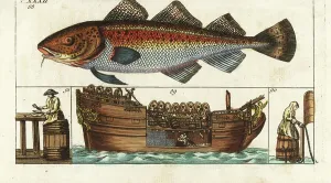 Atlantic Cod Prints: Atlantic cod (Atlantic cod or common cod)