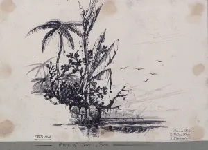 Group of Trees, Java (Graphite Print, 1818)