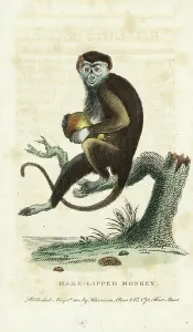 Diana Monkey Holding a Pear, 1800 Print
