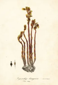Monotropa Hypopitys Prints: Dutchmans pipe, false beech-drops