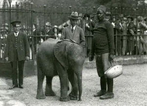 Vintage Animal Photos Prints: Young African Elephant Kiberenge with trainer Darisha, a keeper and another man