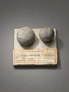 Paleontology Images Prints: Conulus castanea (Echinoderms), Natural History Museum of Marseille