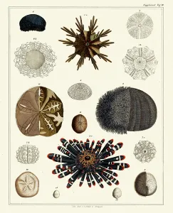 Colourful Sea Creatures Prints: Various Echinoderms (print)