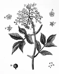 European Black Elder Prints: A sample of Elder