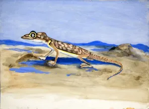 Fine Art Print of Palmatogecko rangei, 1928 (w/c on paper)