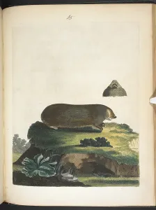 Rare Animal Illustrations Prints: Variable Mole