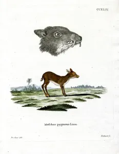 Antique Animal Illustrations Online Prints: Java Mouse-Deer (coloured engraving)