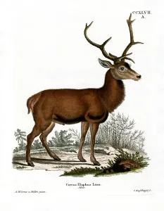 Antique Engravings For Sale Prints: Red Deer (coloured engraving)